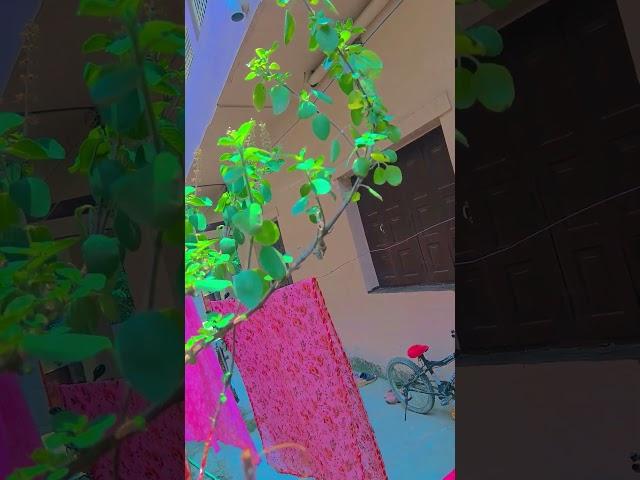 agar aapke ghar mein Tulsi ke paudhe ek se adhik Hai to