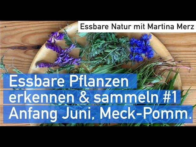 Wildkräuter Anfang Juni erkennen, sammeln & zubereiten in Mecklenburg-Vorpommern /// TEIL #1