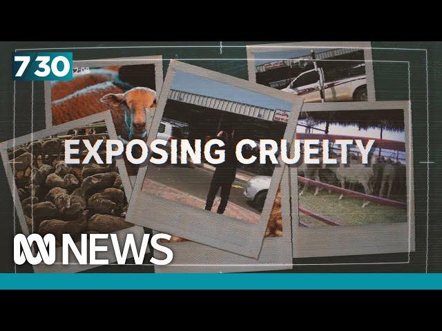 Exposing Australia’s live export shame | 7.30