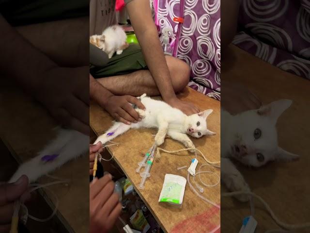Cat virus PANLEUKOPENIA treatment full video coming soon #fpv #catviral #catcare #kittencare