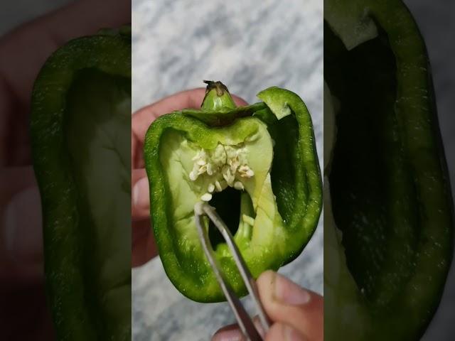 From Seed to Sprout: Witness the Magical Capsicum Germination