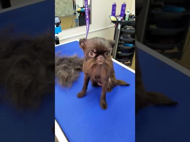 Супер мега звезда  #грифон #триммингсобак #зоосалон #москва #grooming #преображение #Петнишко #dogs