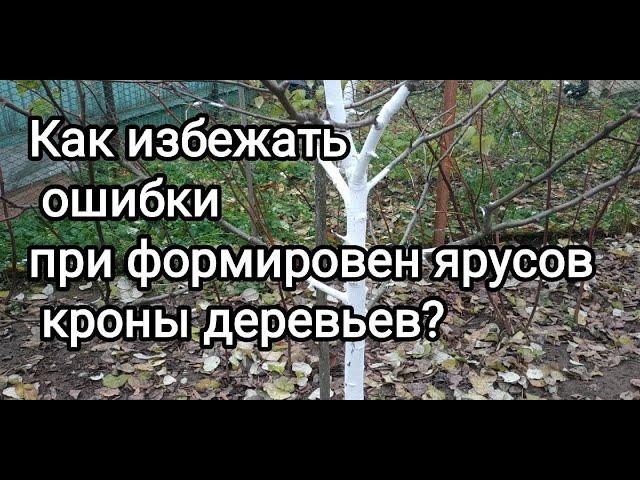 Как правильно формировать ярусы из скелетных веток на плодовых деревьев?Разреженно- ярусная крона