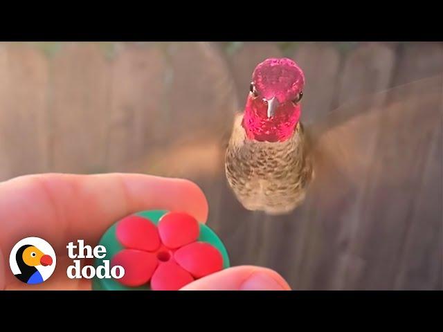 Hummingbird Waits Outside The Window For His Favorite Guy | The Dodo Wild Hearts