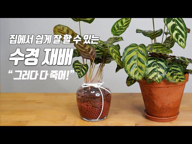 How to successfully grow houseplants hydroponically! Growing Calathea - Home Gardening