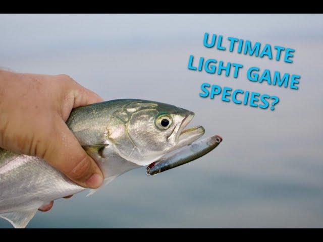 Corfu - Bluefish Fishing With Light Game LRF Lures