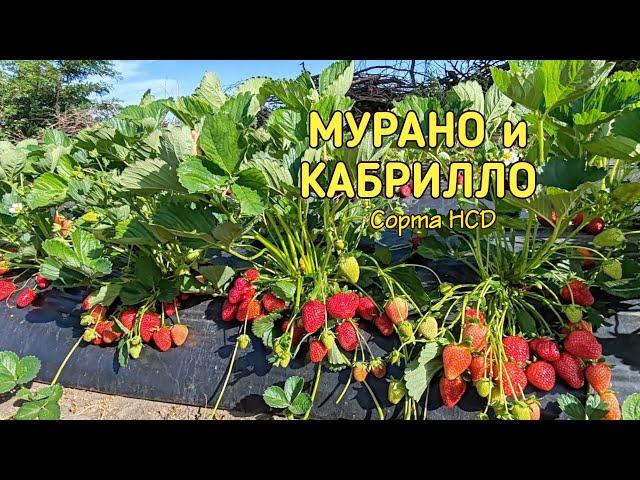 Мурано и Кабрилло ОТЛИЧНИКИ 11.05.24. Ставрополь.