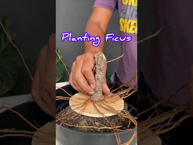 How to Grow a Ficus Tree to Become a Bonsai