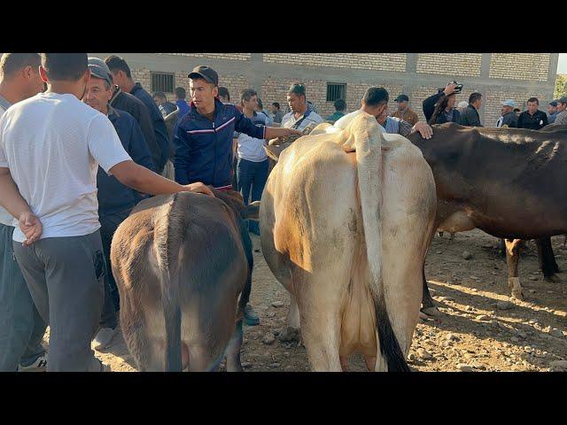 Yangiqõrġon tumani Begabod  Mol bozori sigirlar narhlari bilan tanishing 7.09.2024yil