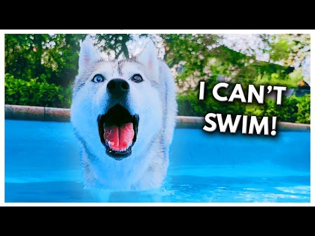 Husky FREAKS OUT While Learning to Swim!