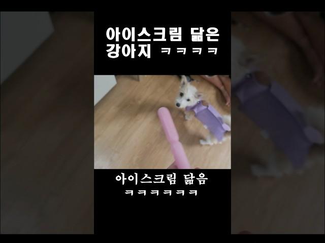 아이스크림 닮은 강아지 ㅋㅋㅋㅋㅋ #믹스견 #뽕이