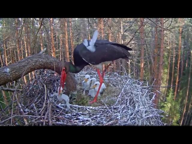 Аист убивает своего птенца.