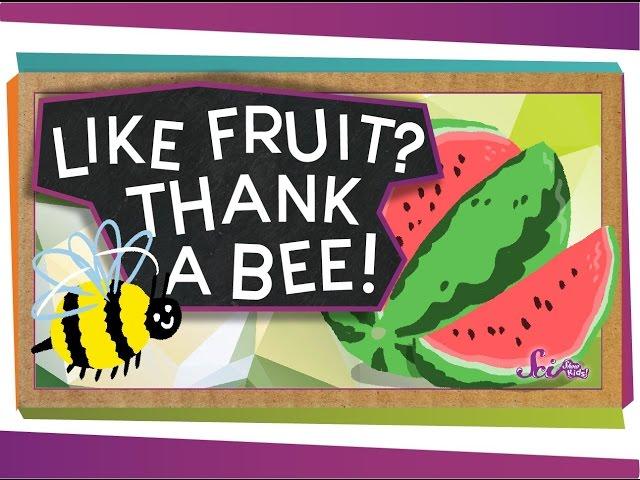 Like Fruit? Thank a Bee!