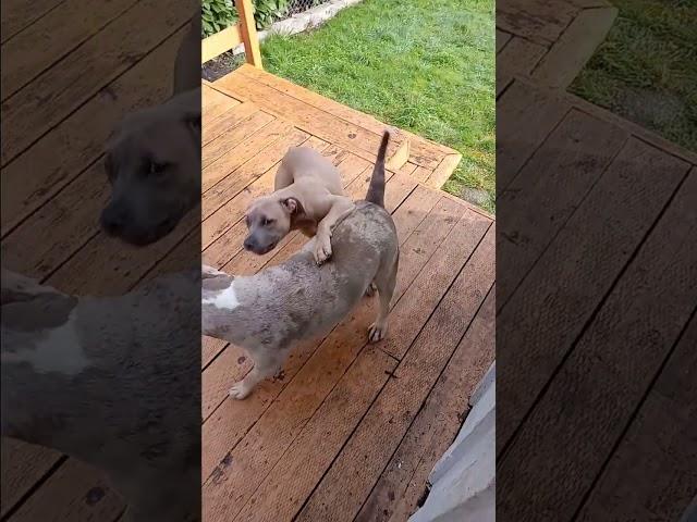 Mama be practicin on him @Ranispups  @UltraClassFamily @americanpitbulldogs0001