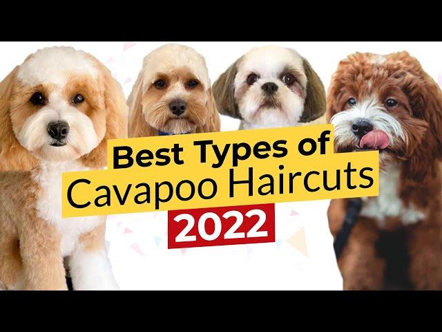 Best Types of Cavapoo Haircuts  Summer Cut  Teddy Bear  Puppy  Lamb  Shih Tzu  2022 