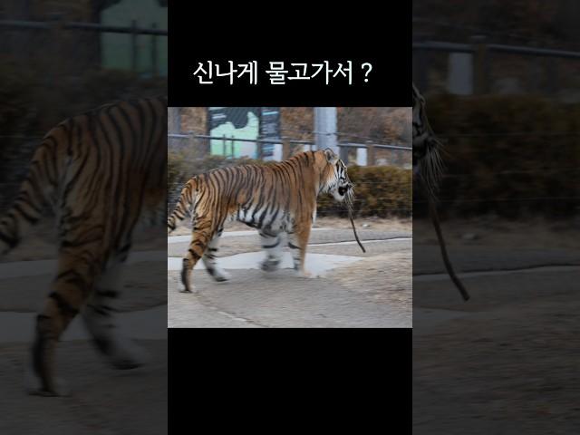 뒤뚱뒤뚱 물고서 #tiger #백두대간수목원 #태범