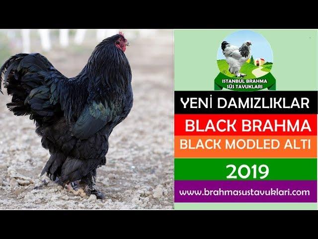 Yeni Damızlıklar -  Black Brahma (Moddled Altı) - www.brahmasustavuklari.com