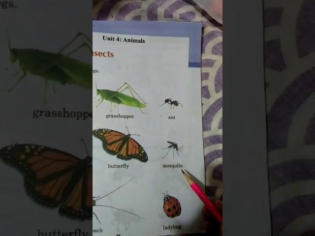 KG Book Science Topic INSECTS