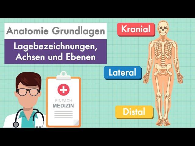 Anatomie Grundlagen - Lagebezeichnungen und Ebenen am Körper einfach erklärt