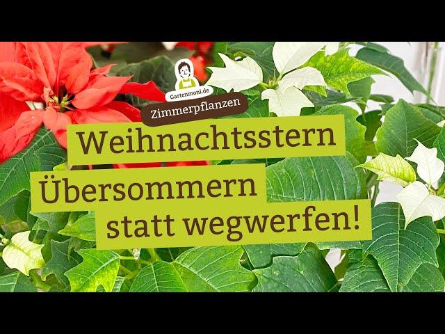 Lass ihn weiterleben! Weihnachtsstern übersommern, neue Blüten zum nächsten Weihnachtsfest!