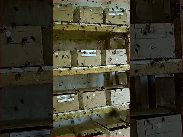 Разведение шмелей: Шмели для опыления - Земляной Шмель (Bombus terrestris) #опыление #shorts
