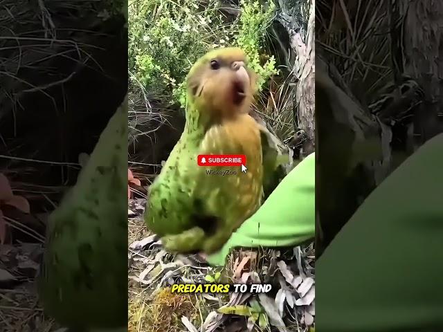 Kakapo: The World’s Chillest Bird  #animalfacts #animallife #animalshorts #kakapo