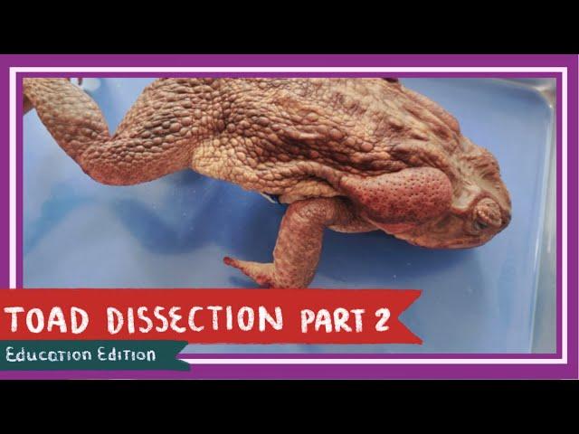 Toad Dissection (Part 2. Thoracic Cavity & Abdominal Cavity) || A Double Life [EDU]