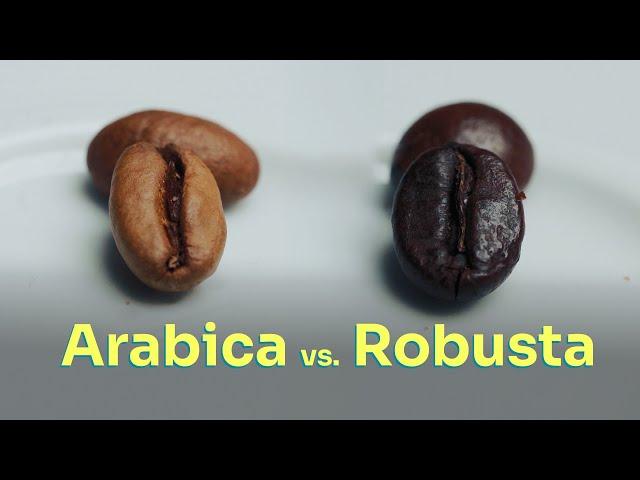 Arabica vs. Robusta | roastmarket