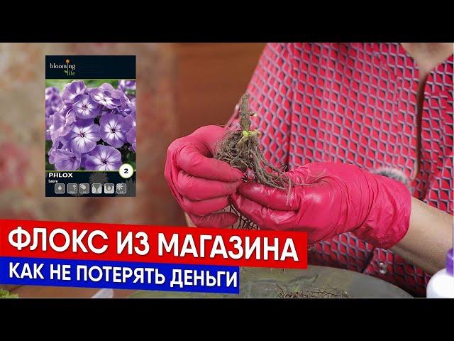 Флокс из магазина - как не потерять деньги