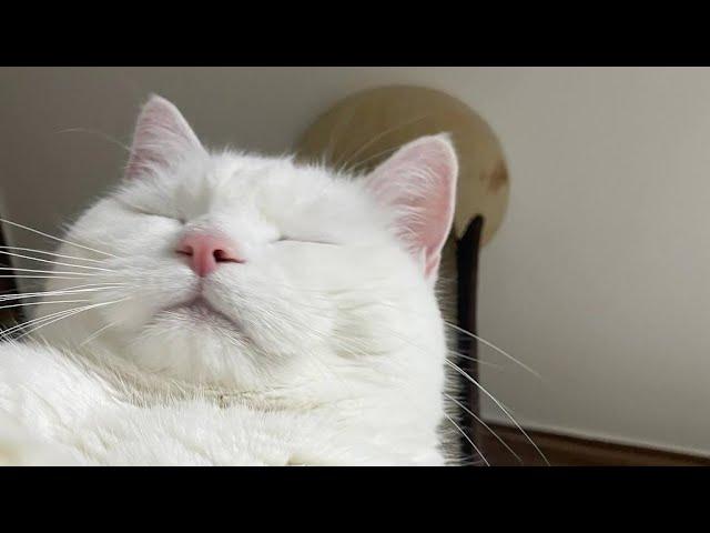  Funniest Cats and Dogs Videos  ||  Hilarious Animal Compilation №415