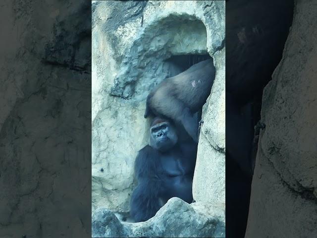 Silverback's reaction #shorts #gorilla #cute