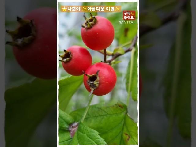 #힐링산책 #나훈아 #아름다운이별 #힐링타임 #마음편안한곳 #지칠때 #야생화 #shorts_