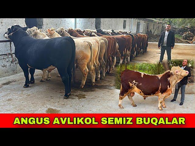 ANGUS AVLIKOL ️91-693-20-07 GEREFORT BUQALAR KELDI ZOYIRJONGA