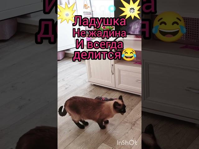 Ладушканежадина #catsvidio #видосыоткота #котики #веселыекоты #cat #прикольныекоты #красивая кошка