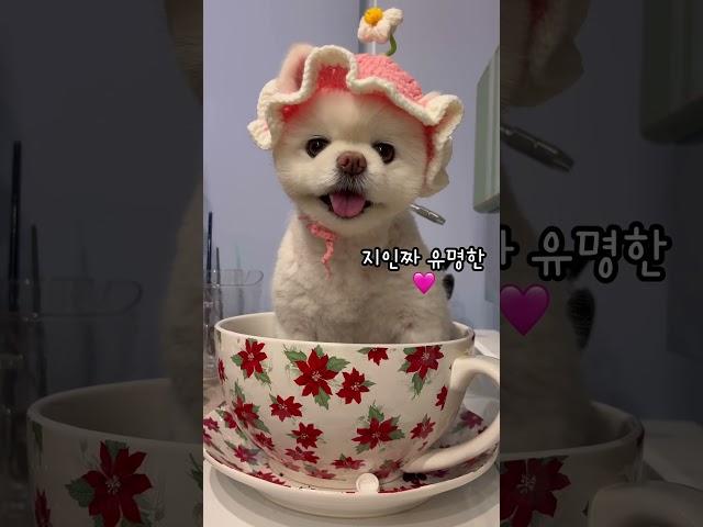 진짜 유명한 컵사이즈 강아지 #샤샤의하루#cutedog #dogshorts #pets #포메라니안