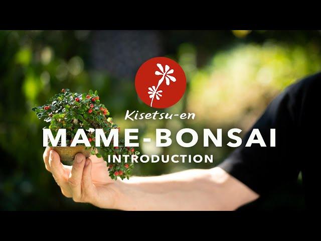 MAME-BONSAI special with Morten Albek.