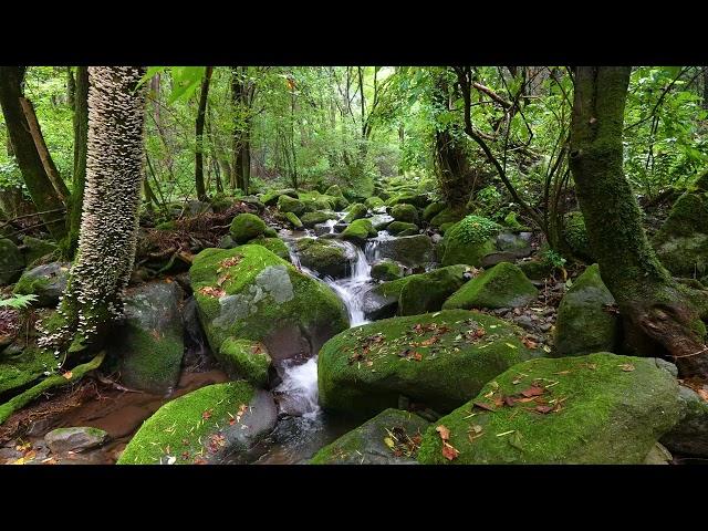 Forest Stream / Relaxing Birdsong - Relax/ Sleep/ Study