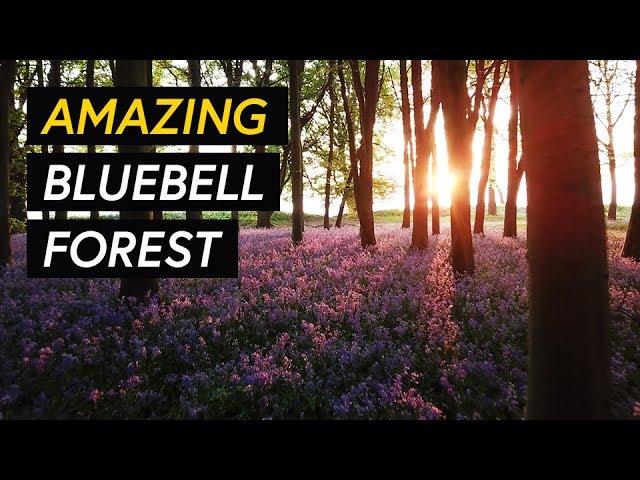 Badbury Clump Bluebells - Stunning bluebell woods near Badbury Hill