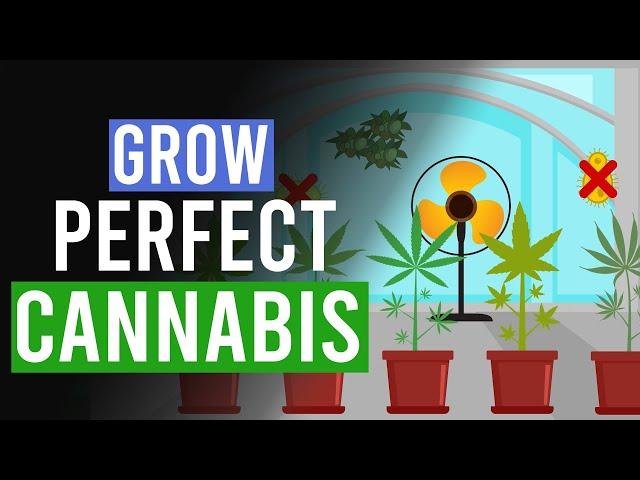 Grow the Perfect Cannabis: 10 Top Tips!