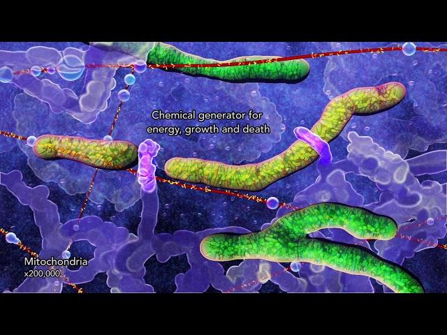 Organelles of a human cell (2014) by Drew Berry and Etsuko Uno wehi.tv