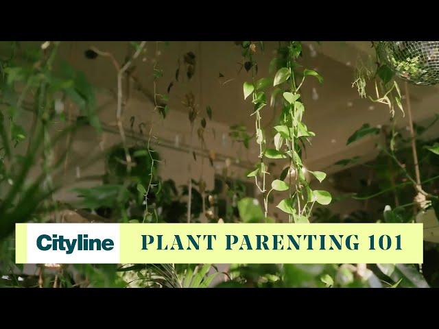 6 beginner tips for mindful plant parenting