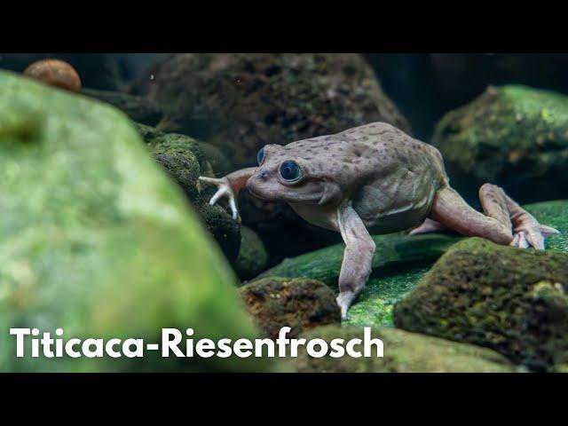 Titicaca-Riesenfrosch - Hodensackfrosch | Liquid Nature Fisch/Frosch Vorstellung