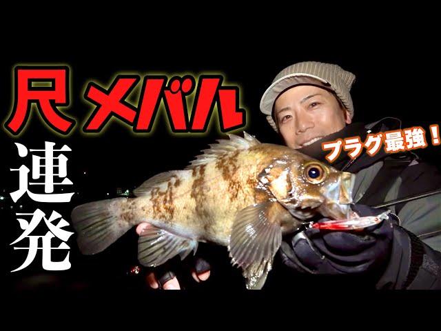 ごく普通の堤防からプラグで尺メバル連発‼️この釣りが最強すぎる