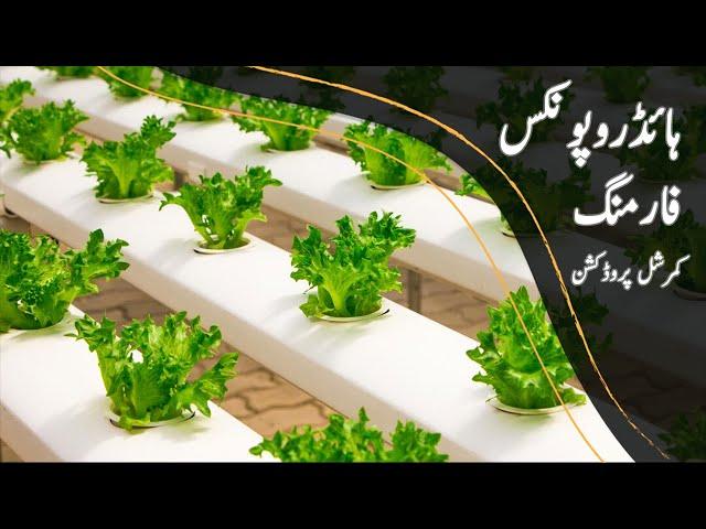 Hydroponics Farming in Pakistan - Commercial Production |Bakhabar Kissan|