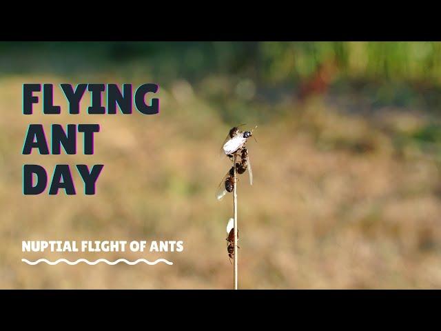 Natural Wonders: Flying Ant Day