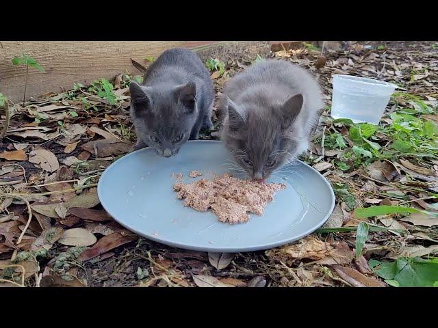 Feed entire cat family!!