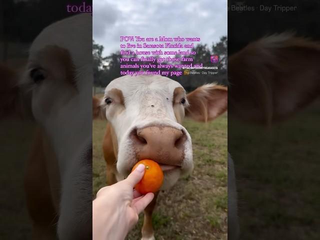POV: You want to live the country life in Sarasota Florida