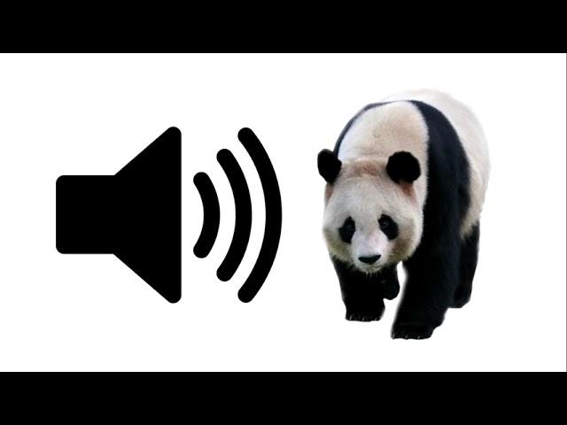 Panda - Sound Effect | ProSounds