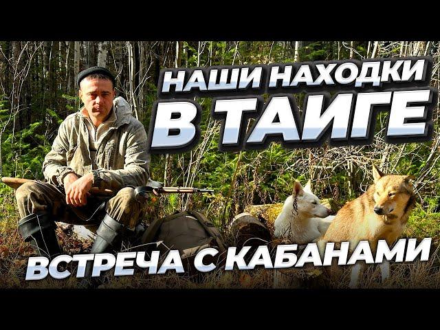 Наши находки в тайге. Встреча с кабанами.