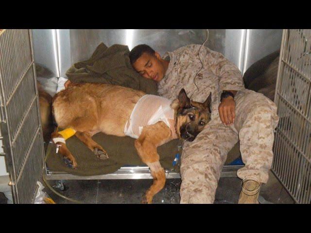 Hero Marine dog receives highest honor